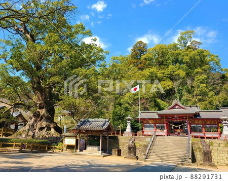 蒲生の大楠(国特別天然記念物）推定樹齢1500年　日本一の巨樹　巨木　蒲生町　鹿児島県 88291731