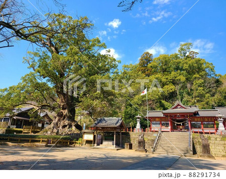 蒲生の大楠(国特別天然記念物）推定樹齢1500年　日本一の巨樹　巨木　蒲生町　鹿児島県 88291734