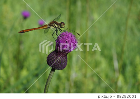 トンボとアザミ、トンボ、アザミ 88292001