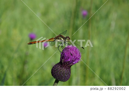 トンボとアザミ、トンボ、アザミ 88292002