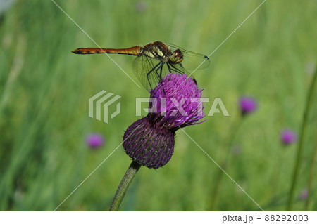 トンボとアザミ、トンボ、アザミ 88292003