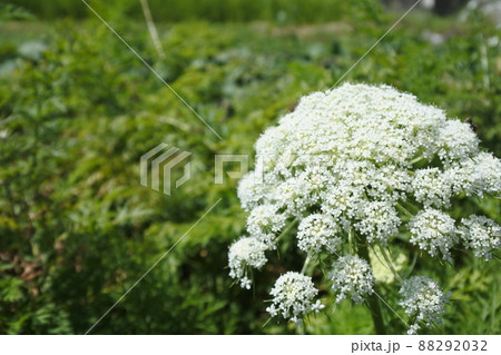 ニンジンの花、白い花 88292032