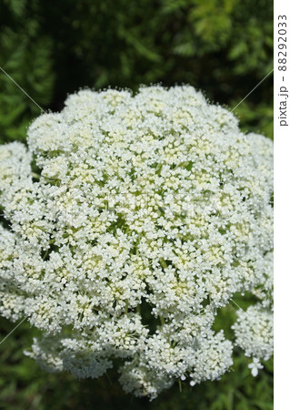 ニンジンの花、白い花 88292033