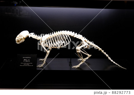 コツメカワウソの標本（海遊館） 88292773