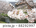 満開のサクラ 88292997