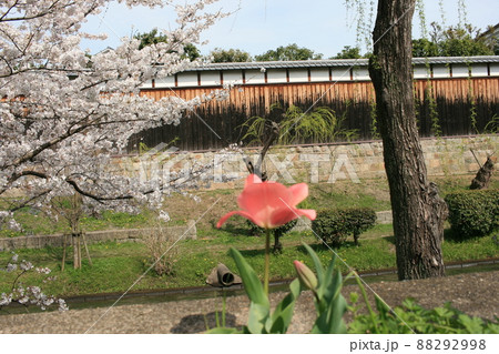 板塀にさくら 88292998