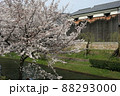 桜満開 88293000