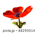アネモネの花　赤色　一輪　リアル　切り抜き 88293014