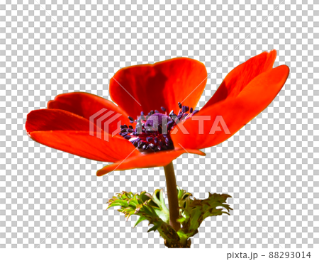 海葵花紅色單朵花真摳圖 海葵花紅色單朵花真摳圖 88293014
