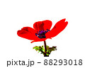 アネモネの花　赤色　一輪　油彩イメージ　切り抜き 88293018
