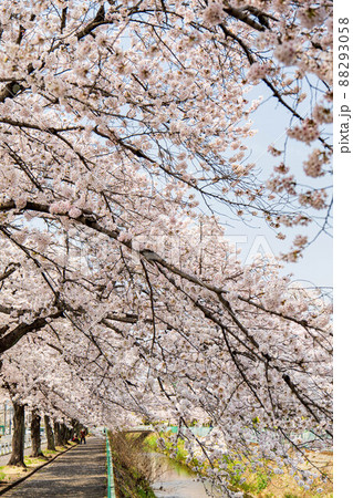 川沿いの桜並木 88293058