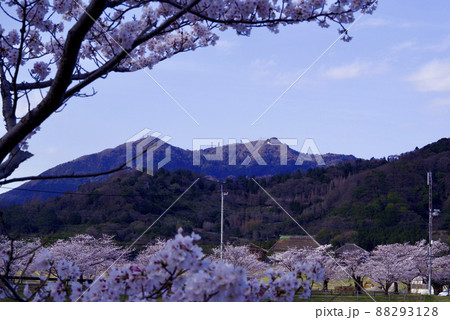 大池公園の桜(茨城県つくば市) 大池公園の桜(茨城県つくば市) 88293128