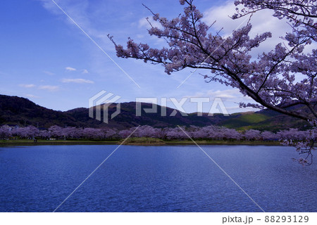 大池公園の桜(茨城県つくば市) 大池公園の桜(茨城県つくば市) 88293129