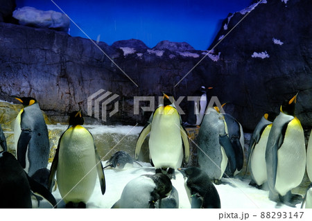 海遊館の「南極大陸」展示　ペンギン 88293147