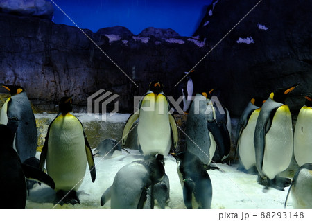 海遊館の「南極大陸」展示　ペンギン2 88293148
