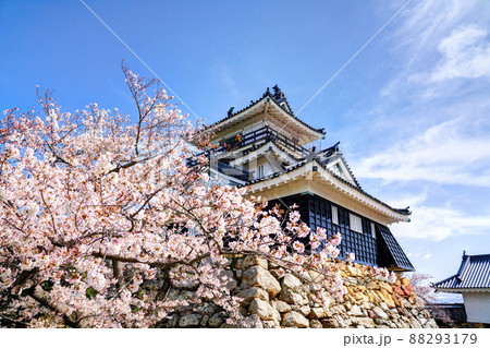 静岡県 浜松市 浜松城 桜 88293179