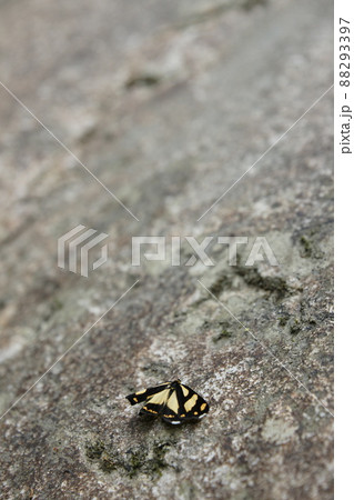 鳥取 四季の散歩 赤波川の甌穴 鳥取 四季の散歩 赤波川の甌穴 88293397