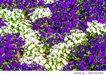 春の花壇 パンジーとビオラが織りなす花模様 津久井湖城山公園 春の花壇 パンジーとビオラが織りなす花模様 津久井湖城山公園 88293444