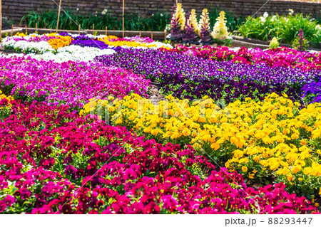 春の花壇　パンジーとビオラが織りなす花模様　津久井湖城山公園 88293447