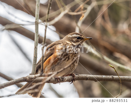 Wood bird Redwing, Turdus iliacus, sits on tree branch 88293531