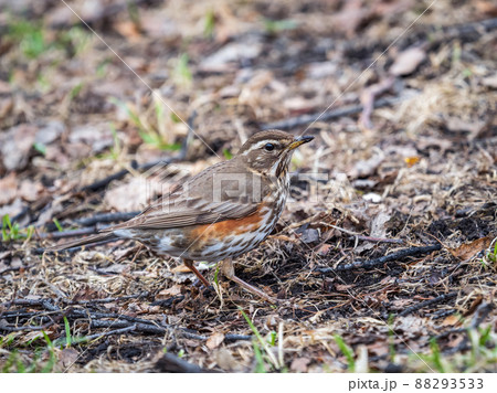 Wood bird Redwing, Turdus iliacus, on a sprng lawn. 88293533