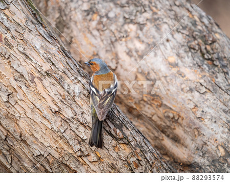 Common chaffinch, Fringilla coelebs, sits on a tree. Common chaffinch in wildlife. Common chaffinch, Fringilla coelebs, sits on a tree. Common chaffinch in wildlife. 88293574