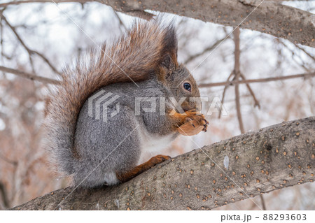 The squirrel with nut sits on tree in the winter or late autumn The squirrel with nut sits on tree in the winter or late autumn 88293603