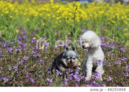 菜の花畑と紫色の花の中で仲良しの愛犬チワワの女の子むーちゃんとトイプードルのレオンくん 菜の花畑と紫色の花の中で仲良しの愛犬チワワの女の子むーちゃんとトイプードルのレオンくん 88293898