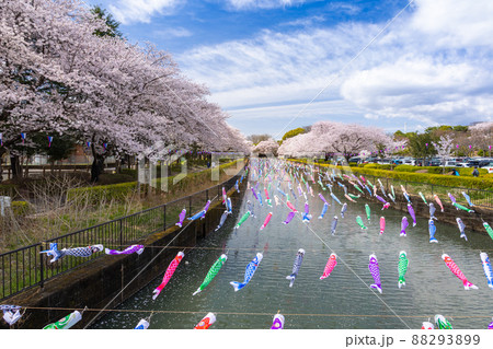 こいのぼりの里まつり2 こいのぼりの里まつり2 88293899