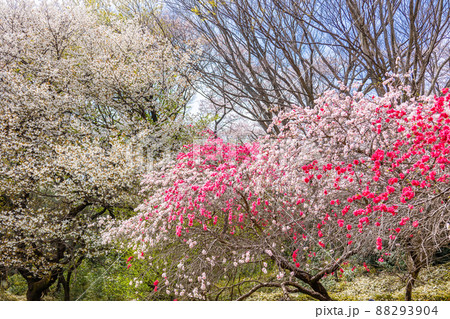桜と源平桃 88293904