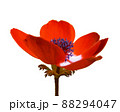 アネモネの花　赤色　一輪　リアル　切り抜き 88294047