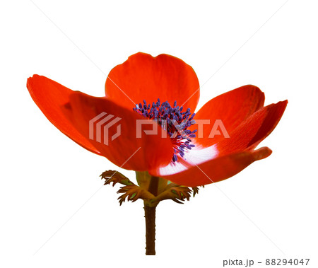 アネモネの花 赤色 一輪 リアル 切り抜き アネモネの花 赤色 一輪 リアル 切り抜き 88294047