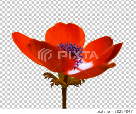 アネモネの花 赤色 一輪 リアル 切り抜き アネモネの花 赤色 一輪 リアル 切り抜き 88294047