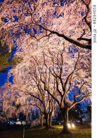 シダレザクラのライトアップ（縦） 88294058