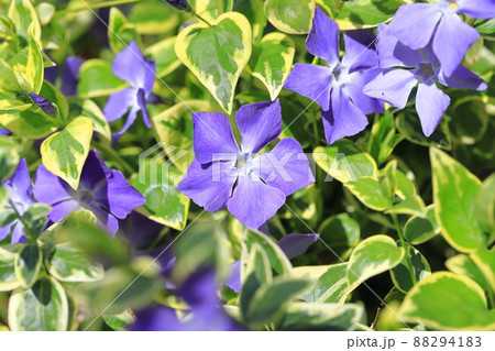 斑入蔓日々草（フイリツルニチニチソウ） 88294183