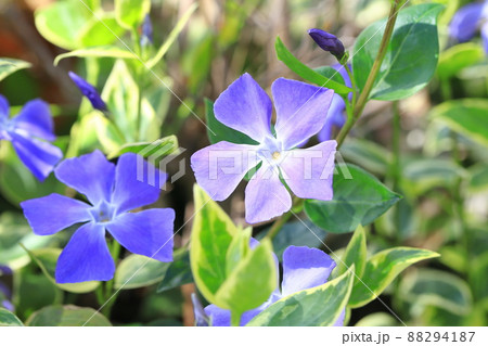 斑入蔓日々草(フイリツルニチニチソウ) 斑入蔓日々草(フイリツルニチニチソウ) 88294187