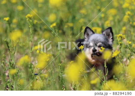 菜の花畑でお花を見つめる可愛い愛犬チワワの女の子むーちゃん 菜の花畑でお花を見つめる可愛い愛犬チワワの女の子むーちゃん 88294190
