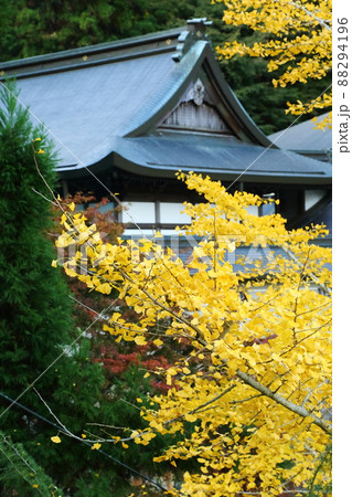 妙見山　本瀧寺の紅葉 88294196