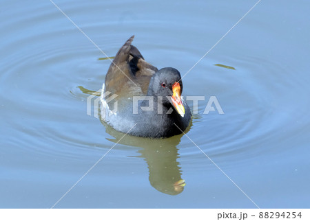 池を泳ぐバン 88294254