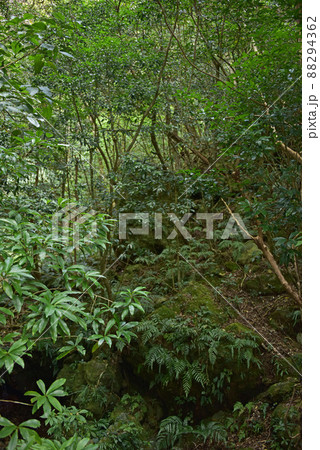 癒しの緑 88294362