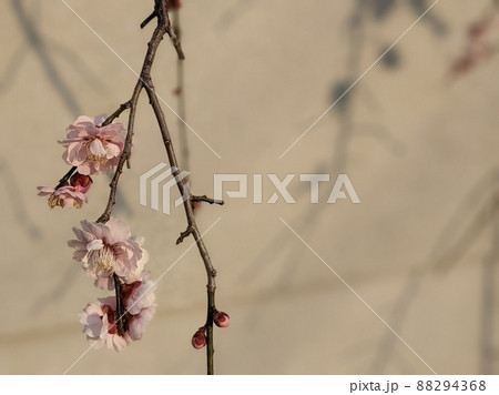 梅の花 88294368