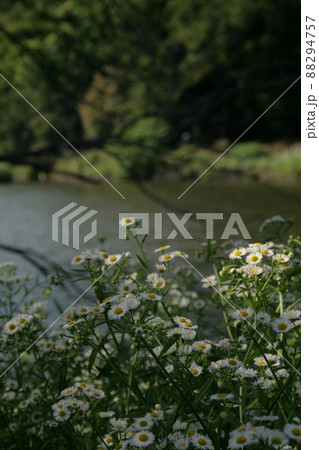 朝日を浴びるじゅん菜池緑地のハルジオン 朝日を浴びるじゅん菜池緑地のハルジオン 88294757