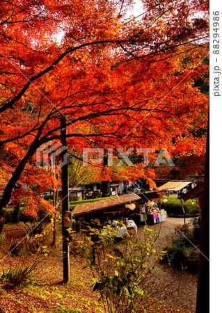 紅葉・香嵐渓 88294986