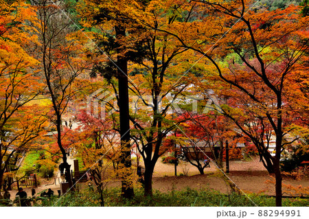 紅葉・香嵐渓 紅葉・香嵐渓 88294991
