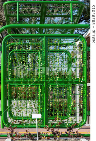 Green, metal climbing rack for varioius climbing plants, 88295015