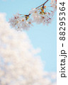 【桜】ソメイヨシノ 【桜】ソメイヨシノ 88295364