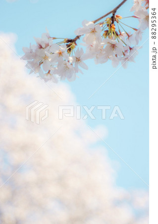 【桜】ソメイヨシノ 【桜】ソメイヨシノ 88295364