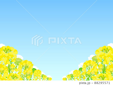 背景素材 菜の花 青空 背景素材 菜の花 青空 88295571