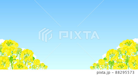 背景素材 菜の花 青空 背景素材 菜の花 青空 88295573