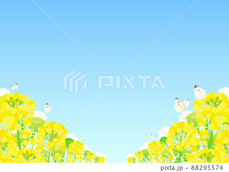 背景素材 菜の花 蝶 モンシロチョウ 青空 背景素材 菜の花 蝶 モンシロチョウ 青空 88295574